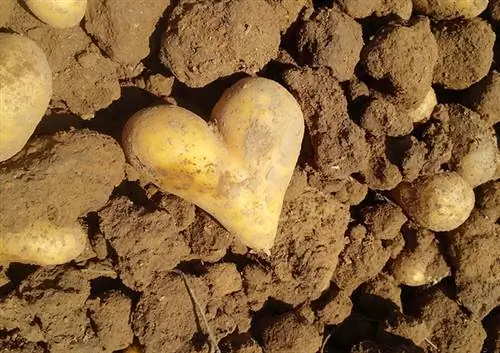 сбор урожая, картофель