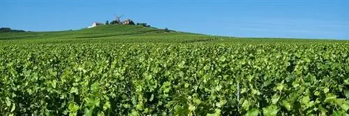 Дом Тэттингеров переезжает в Англию