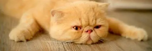 Вы живете в самой ленивой стране мира?