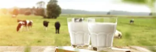 Отзыв продукции – полуобезжиренное молоко – бутылки 50 мл – Кандия – Ашан – Большое Жюри – Carrefour Bio – Биодеревня