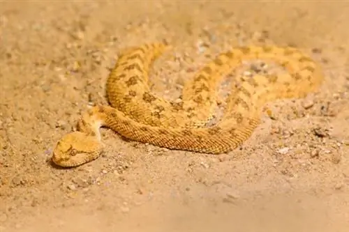 животные в пустыне