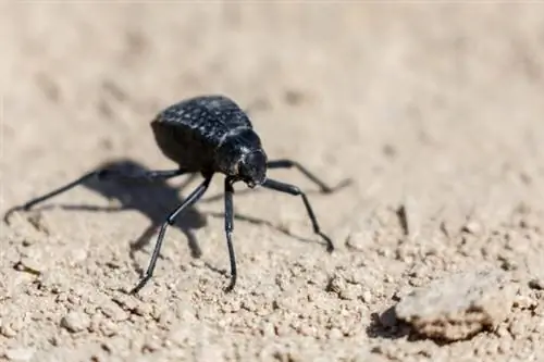 животные в пустыне