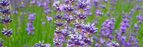 Празднование конца года без стресса: это возможно с эфирными маслами