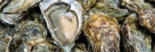 Лучшее понимание рака благодаря чашечным устрицам