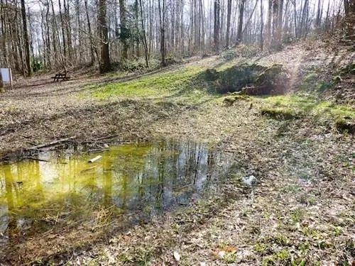 Международный день лесов