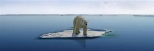 60% диких животных исчезли за 44 года