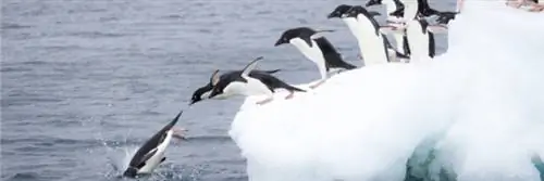 Пингвины Адели в прошлом уже стали жертвами двойной резни