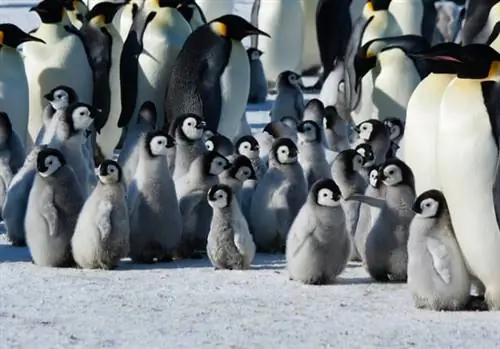 Пингвины Адели