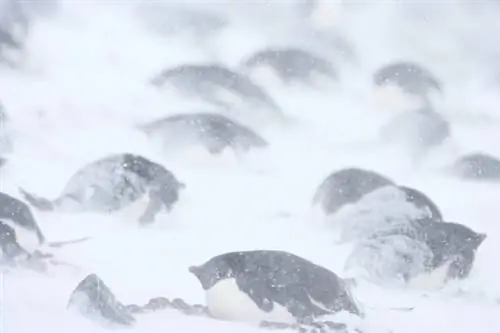 Пингвин Адели