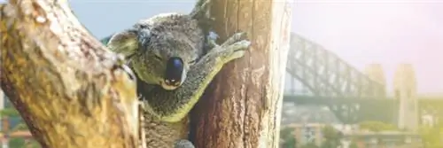 70% дикой природы распространено всего в пяти странах Земли