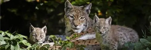 Немцы выпускают рысей, Франция от этого выигрывает!