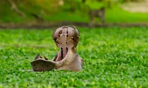 Замбия бегемоты