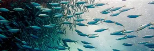 Неделя ответственной рыбалки с MSC и ASC