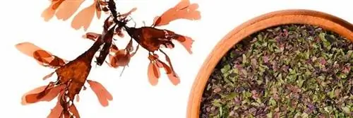 Выбор книг - Откройте для себя «Сверхспособности водорослей» вместе с Режин Кева