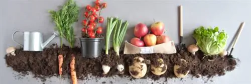 Органические продукты питания: 6 веских причин начать