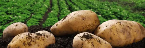 Цены на картофель взлетают до небес