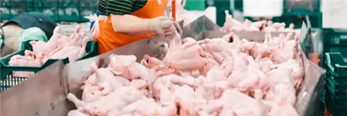 После постных стейков отварные куриные эскалопы для самых обездоленных