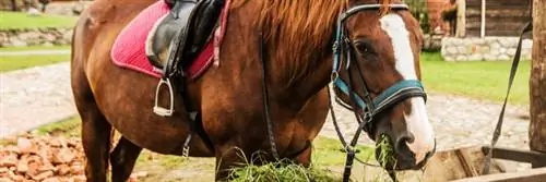 Ожирение лошадей: виновато глобальное потепление?