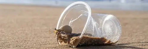 Пластик: геноцид рака-отшельника