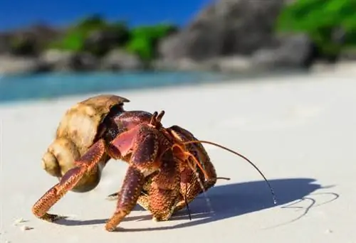 Рак-Отшельник