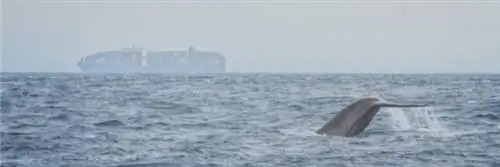 Китообразные: завеса из пузырей для компенсации воздействия шумового загрязнения