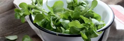 Портулак, забытый овощ с множеством полезных свойств