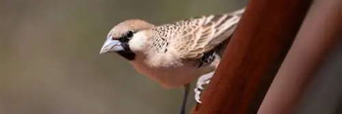 Если бы люди жили как социал-республиканцы