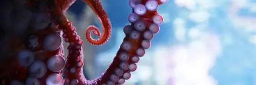 Если бы люди жили как осьминоги