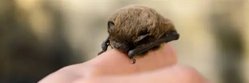 Наши грозные союзники в биологическом контроле - Летучая мышь