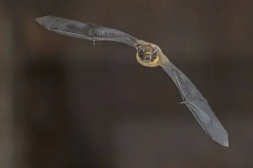 летучая мышь