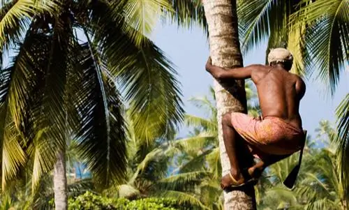 производство кокоса