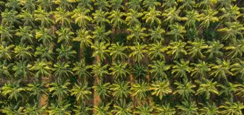 производство кокоса