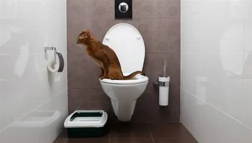 запах кошачьей мочи