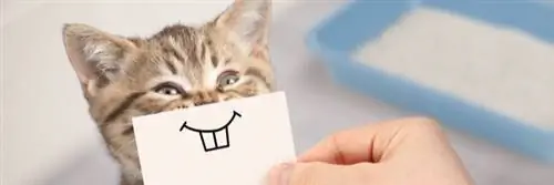 Как бороться с неприятным запахом кошачьего туалета?