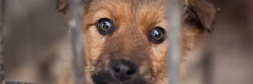 Петиция StopAnimalObject - Домашние животные - не товар!