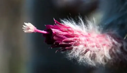 клейстокактус страузии