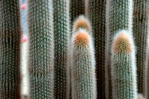 клейстокактус гиалакантус