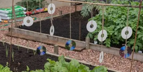 антиголубь