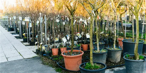 карликовое фруктовое дерево