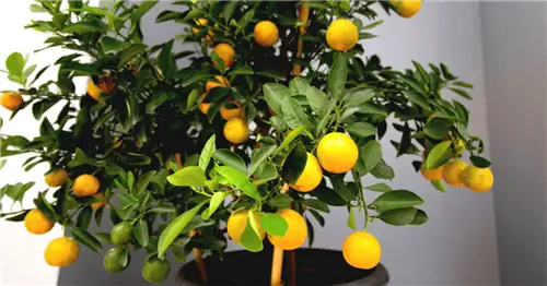 Посадите карликовое плодовое дерево, поехали