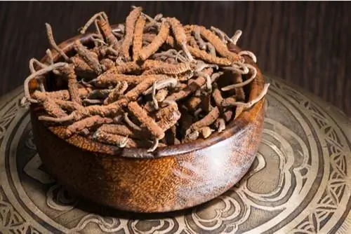 кордицепс гриб