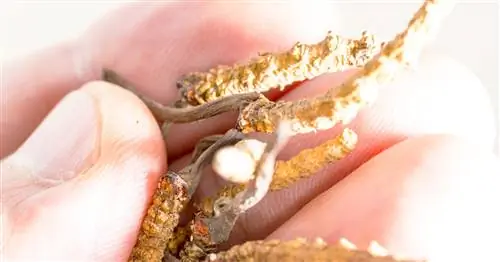 Кордицепс, гриб жизненной силы