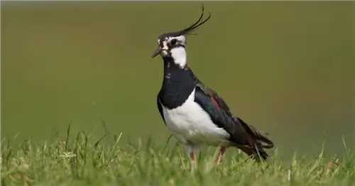В обычной семье биоразнообразия давайте защитим чибиса