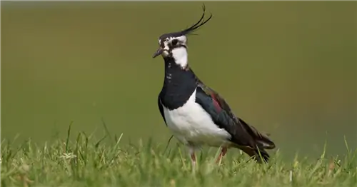 В обычной семье биоразнообразия давайте защитим хохлатую чибис