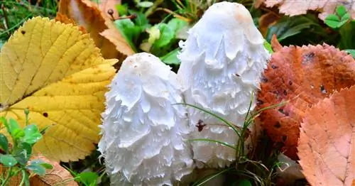 Волосатое козье молоко полезно не только для здоровья, но и для вкусовых рецепторов