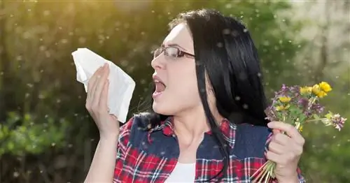 Аллергия: пик концентрации пыльцы трав в ближайшие недели