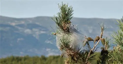 Инвазивный экзотический вид: довольно крупный счет