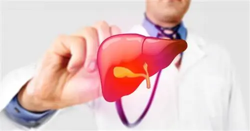 Жировая болезнь печени: симптом общества потребления?