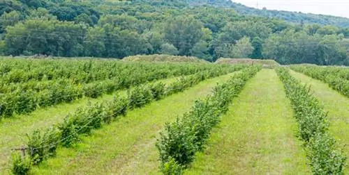 фундук Италия Ферреро