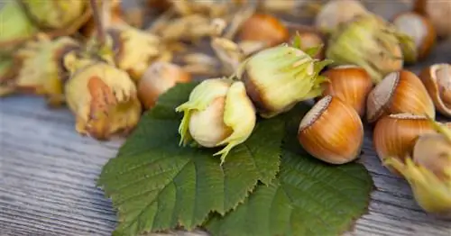 Нутелла с лесным орехом «сделано в Италии» представляет опасность для биоразнообразия